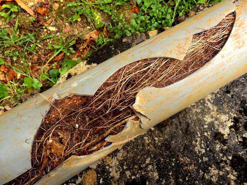 Pipe interior filled with tree roots Pipe interior filled with tree roots