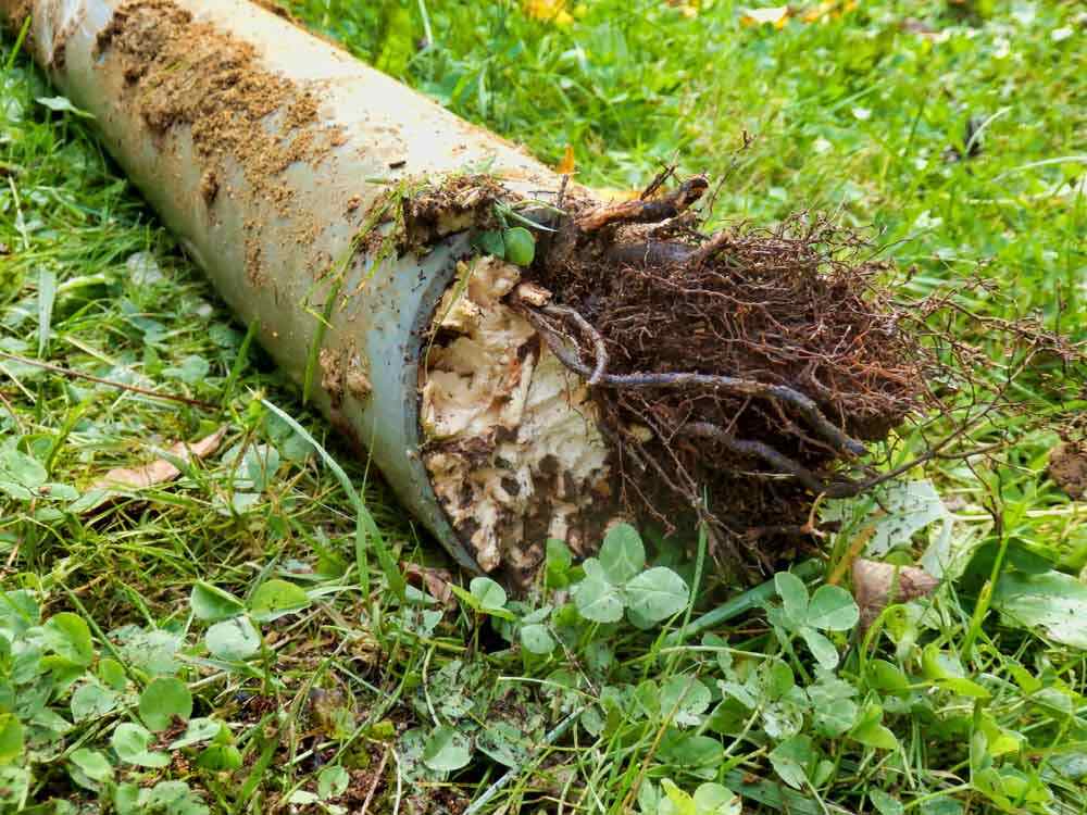 sewer line with tree root intrusions